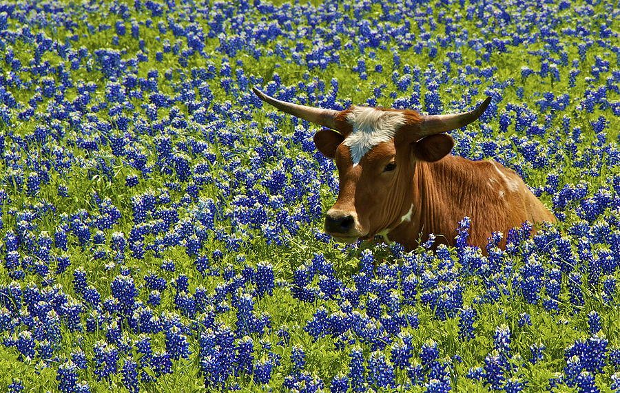 Texas Photograph - Texas Longhorn II by John Babis