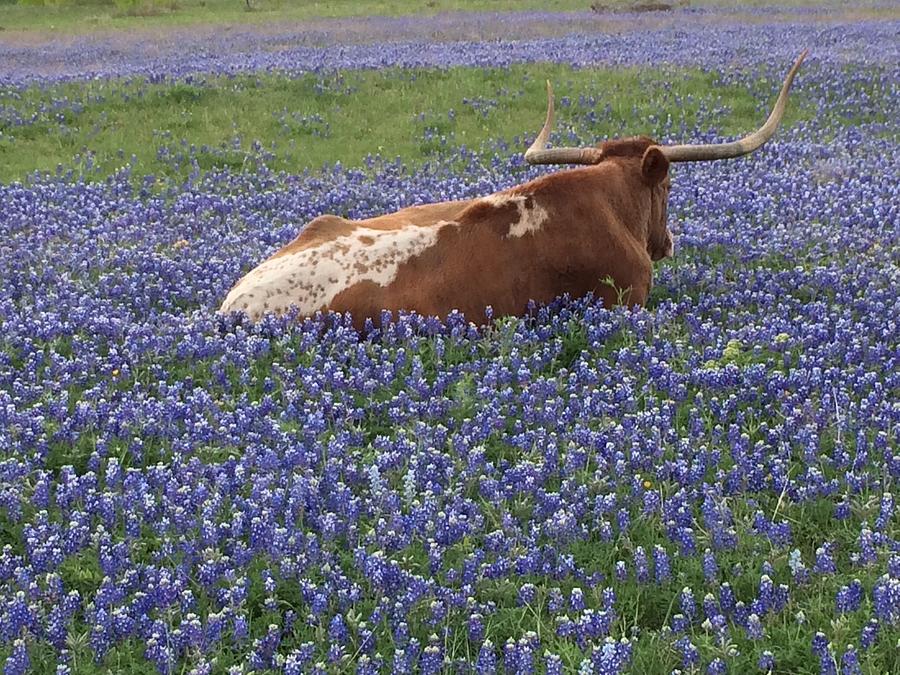 Texas Longhorn in Bluebonnets Photograph by Colleen Dyer | Fine Art America