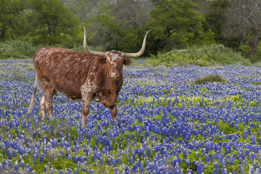 Texas Wildflowers Photograph - Texas Longhorn in Texas Bluebonnets 4 by Rob Greebon