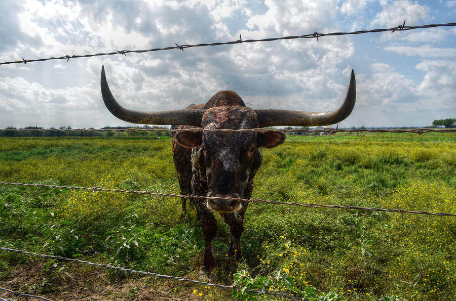 Cow Photograph - Texas Longhorn by Kelly Kitchens