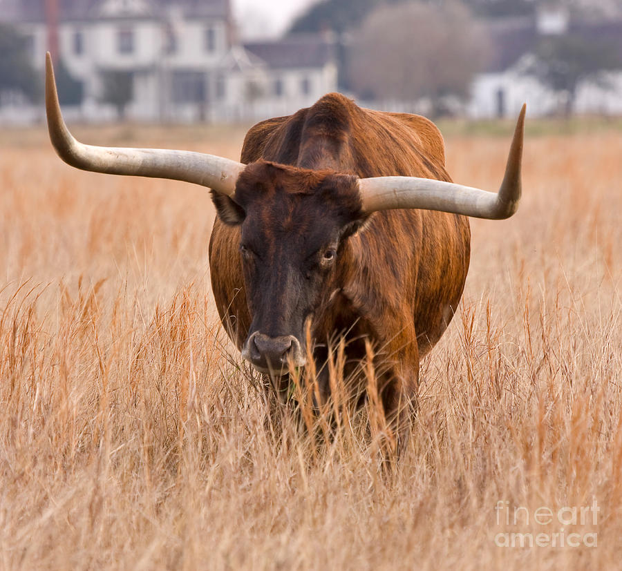 Texas longhorn Photograph by Louise Heusinkveld