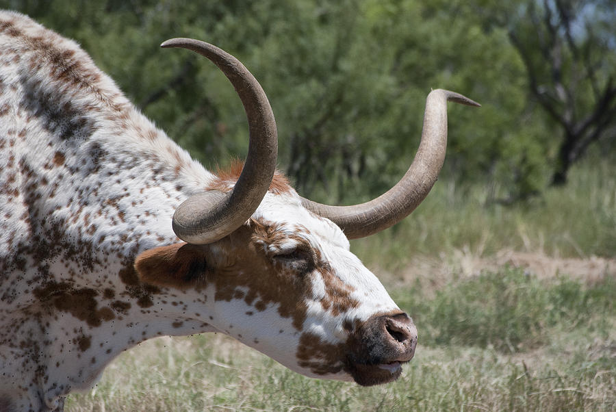 Nature Photograph - Texas Longhorn by Melany Sarafis