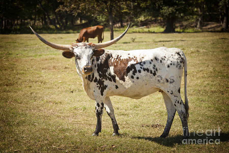 Texas Longhorn Side View in  Color 3092.02 Photograph by M K Miller