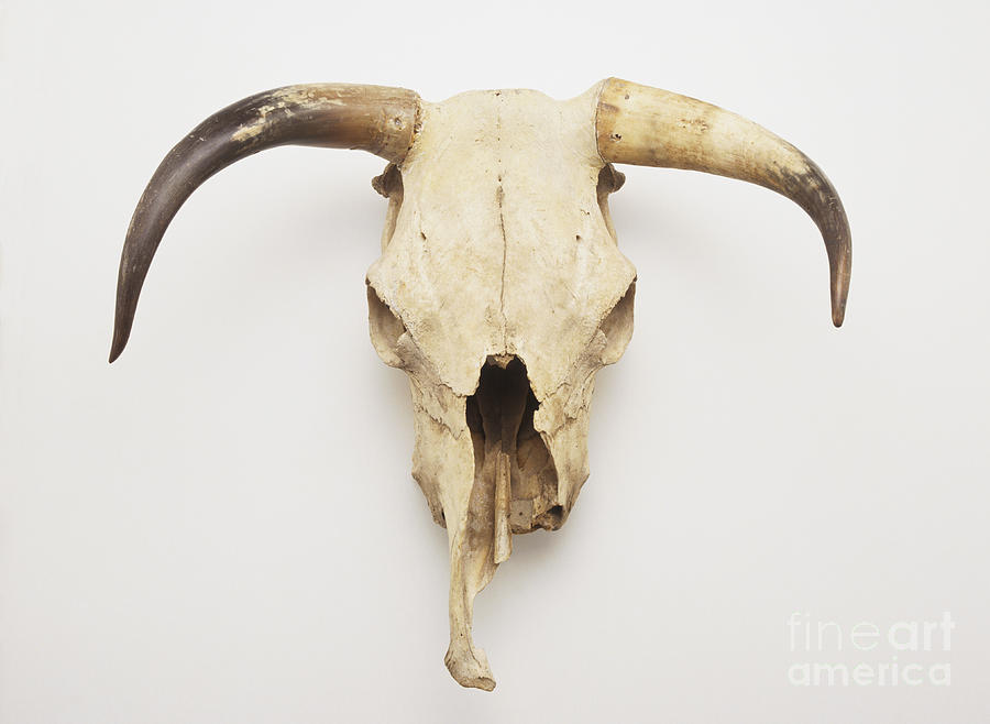 Still Life Photograph - Texas Longhorn Skull by Geoff Brightling / Dorling Kindersley