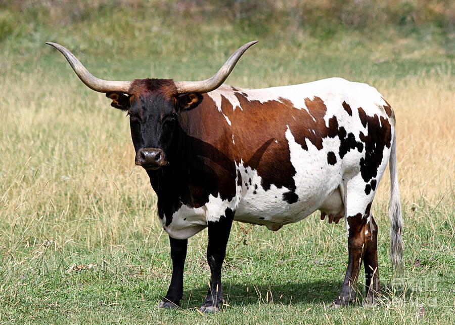 Texas Longhorn Spotted Cow Photograph by Catherine Sherman