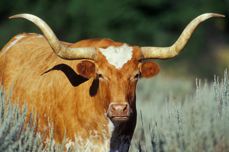 Texas Longhorn Photograph by Thomas And Pat Leeson