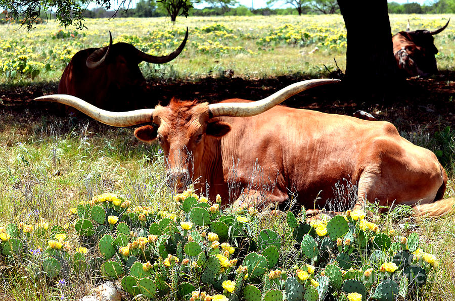 Texas Longhorns 2 Photograph by Linda Cox