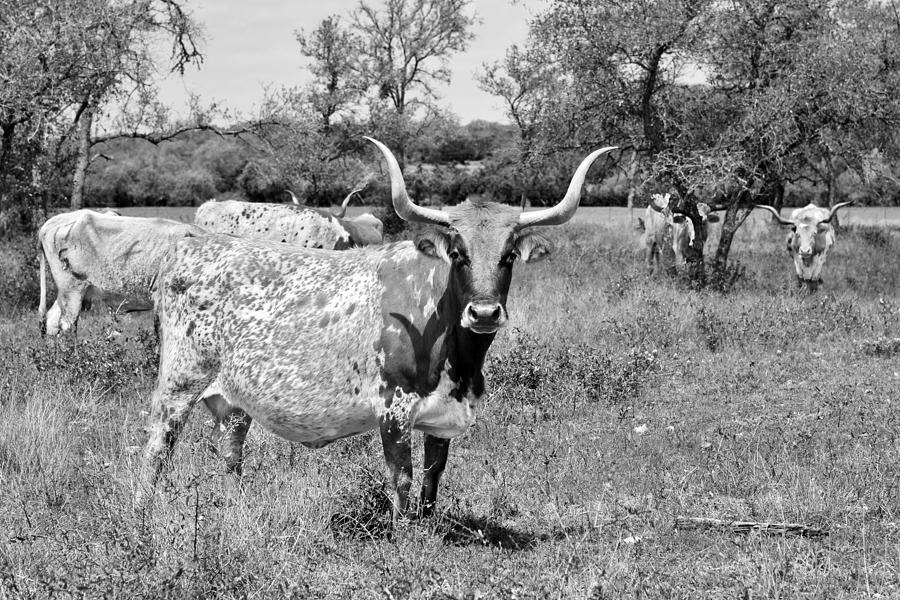 Texas Longhorns a Texas Icon Photograph by Alexandra Till