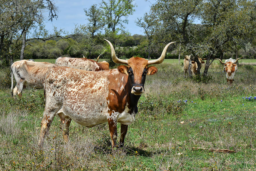 Texas Longhorns Photograph by Alexandra Till