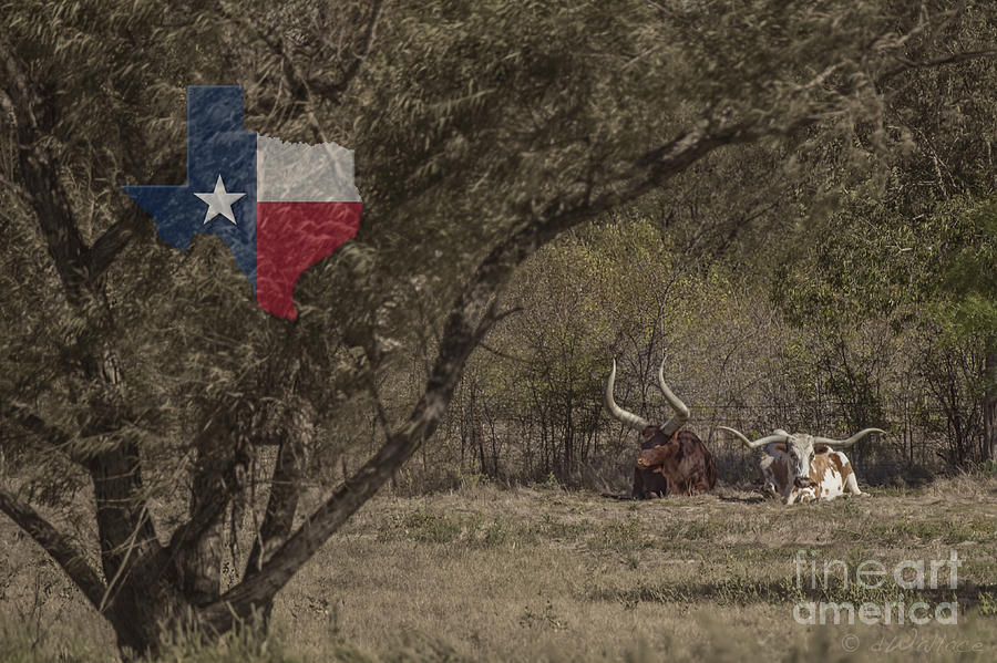 Texas Longhorns Photograph by D Wallace