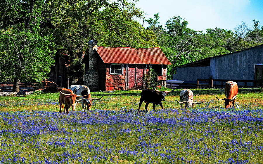 Texas Longhorns in Bluebonnets Photograph by Lynn Bauer