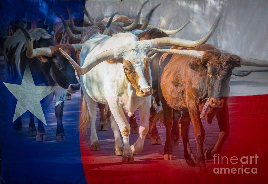 Fort Worth Photograph - Texas Longhorns by Inge Johnsson