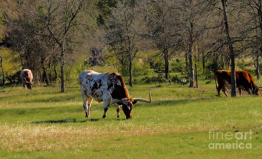 Texas Longhorns Photograph by Janette Boyd