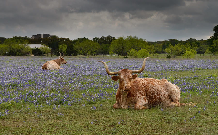 Texas Longhorns Photograph by John Johnson