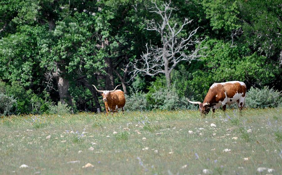 Texas Longhorns Photograph by Kristina Deane