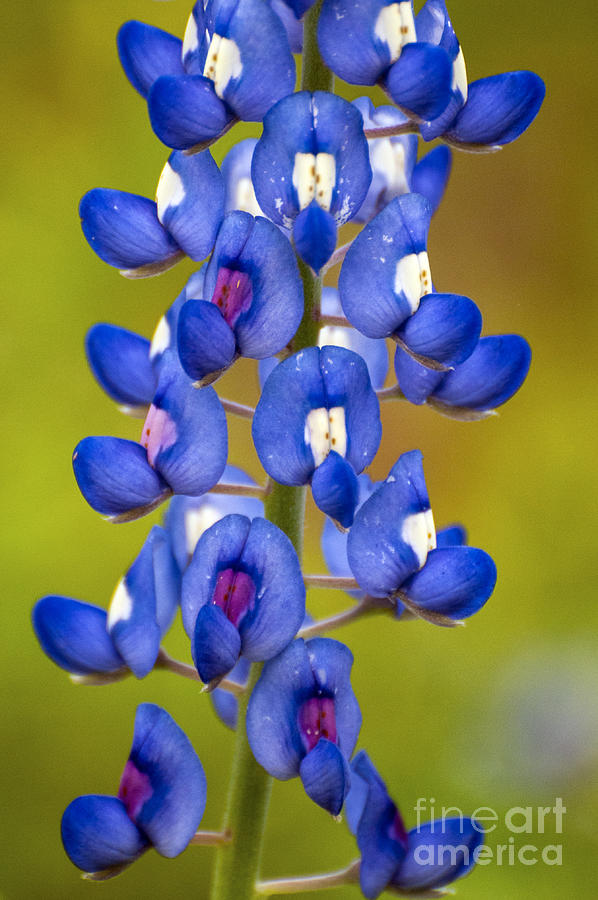 Texas Lupine Photograph by Bob Phillips