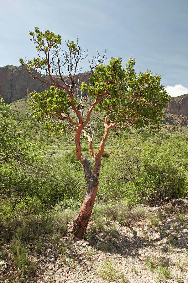 Texas Madrone (arbutus Xalapensis Photograph By Larry Ditto - Pixels