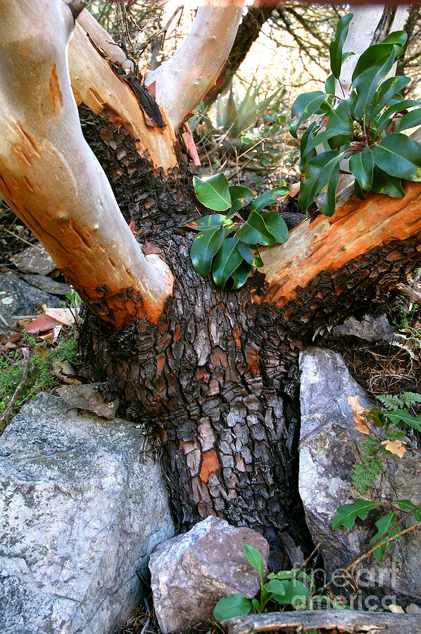 Big Bend National Park Photograph - Texas Madrone, Big Bend, Texas by Gregory G. Dimijian, M.D.