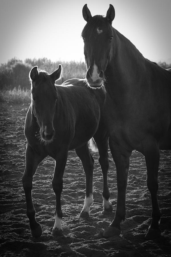 Texas Mare Photograph by Diane Bohna