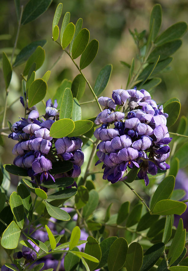 Texas Mountain Laurel Flowers Photograph by Aaron Burrows