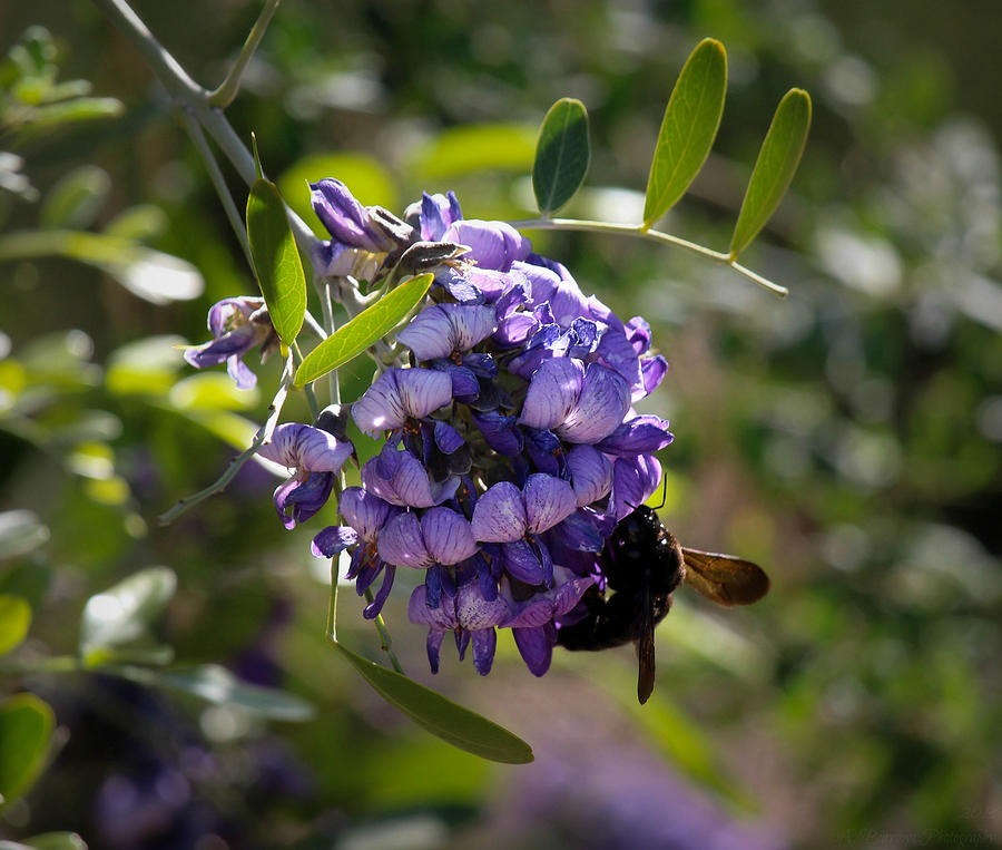 Texas Mountain Laurel Pollination Photograph by Aaron Burrows