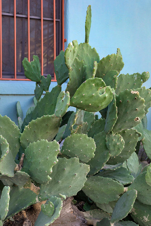 Texas Nopal Cactus Photograph by Carol Wood