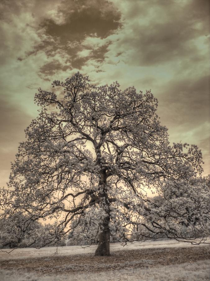 Texas Oak Tree Photograph by Jane Linders
