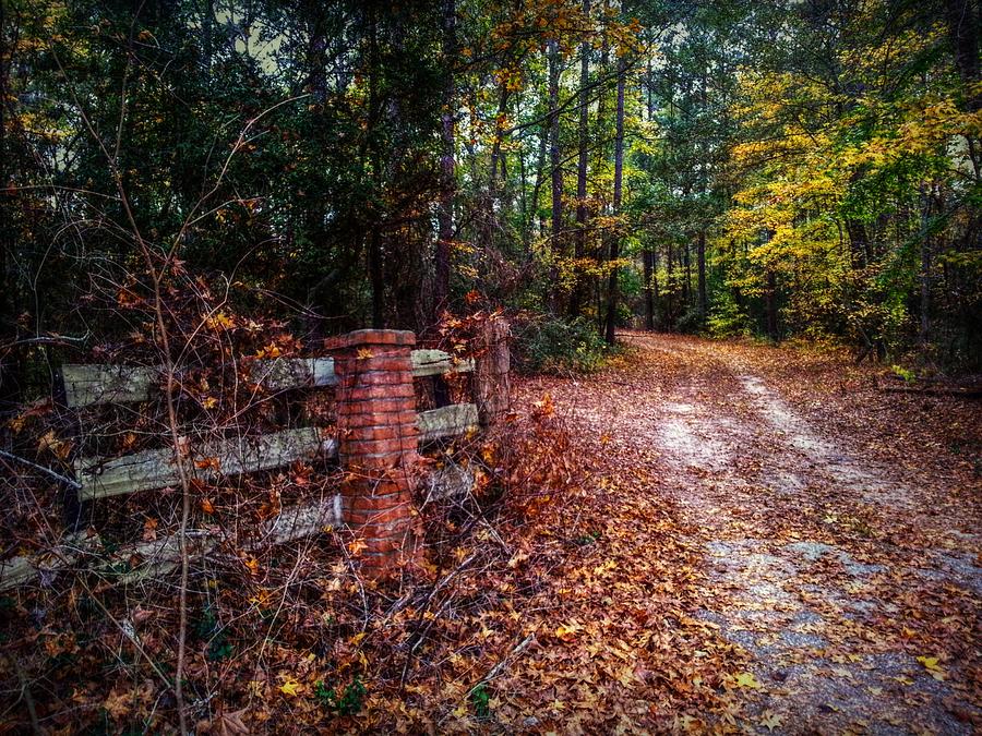 Fall Digital Art - Texas Piney Woods by Linda Unger