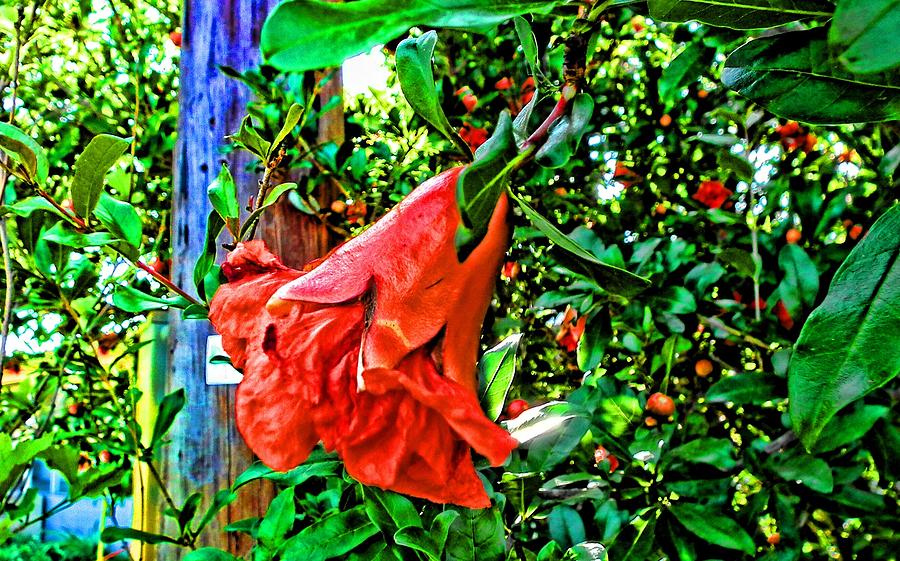 Texas Pomegranate Bloom Digital Art by Robert Rhoads