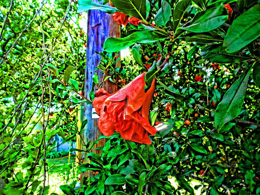 Texas Pomegranate Blooms Digital Art by Robert Rhoads