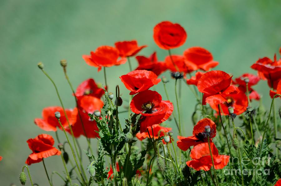 Texas Poppies Photograph by Kat Cuff - Fine Art America