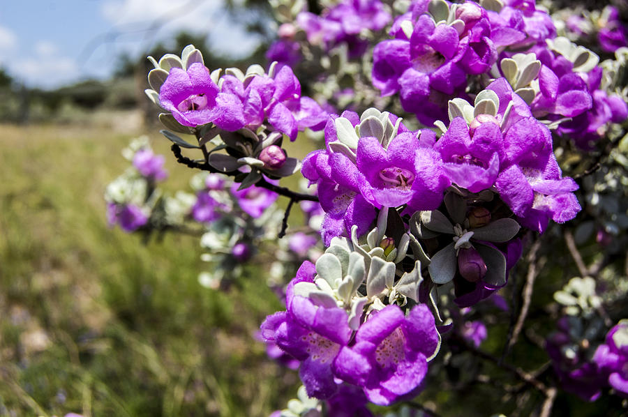 texas-purple-sage-photograph-by-paul-frese