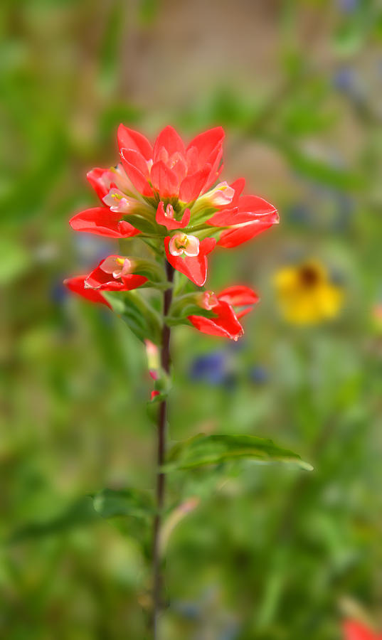 Texas Red Indian Paintbrush Photograph by Lynn Bauer