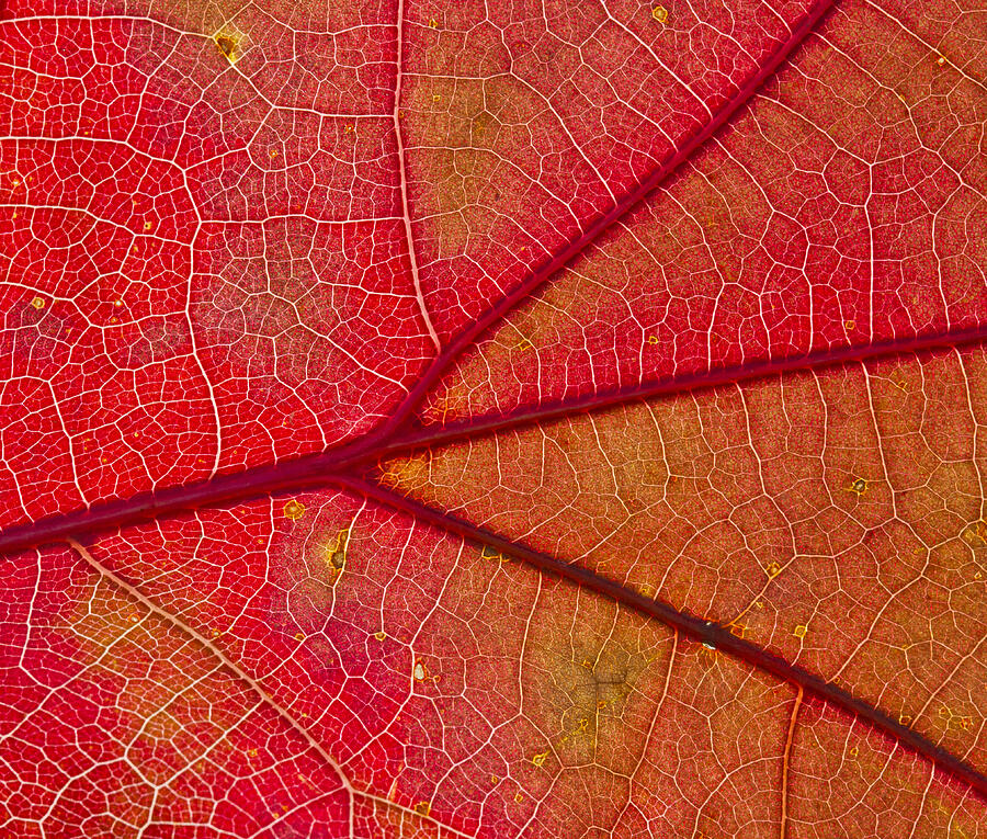 Texas Red Oak Leaf Intricacy Photograph by Steven Schwartzman