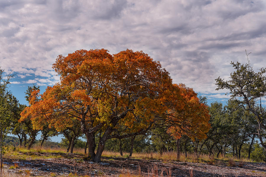 Texas Red Oak on Fire in the Hill Country - Fall Foliage Season in Central Texas Photograph by Silvio Ligutti