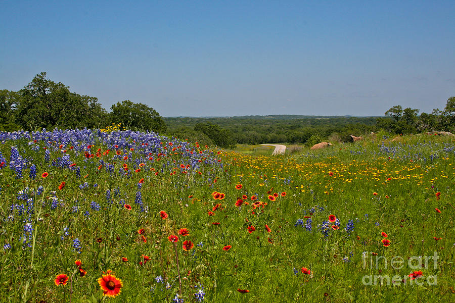 Landscape Photograph - Texas Roadside Bling by Diana Black