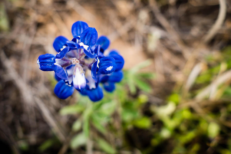 Texas Roadside Wildflowers 091 Photograph by Melinda Ledsome