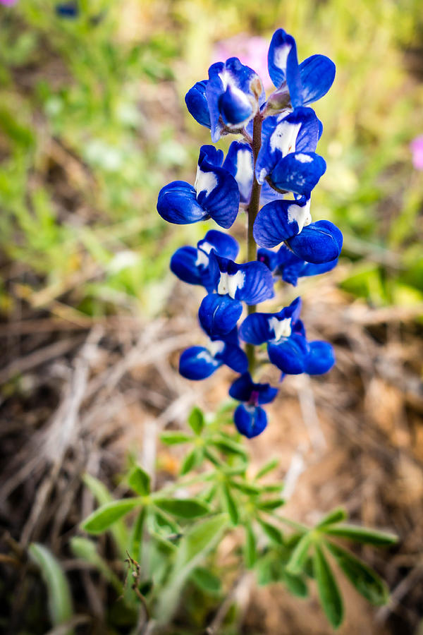 Texas Roadside Wildflowers 092 Photograph by Melinda Ledsome