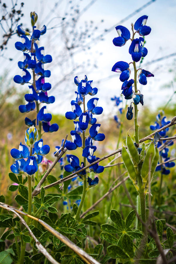 Texas Roadside Wildflowers 094 Photograph by Melinda Ledsome