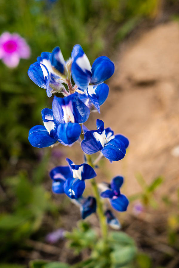 Texas Roadside Wildflowers 095 Photograph by Melinda Ledsome