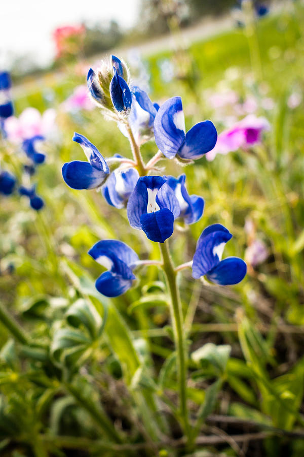 Texas Roadside Wildflowers 096 Photograph by Melinda Ledsome