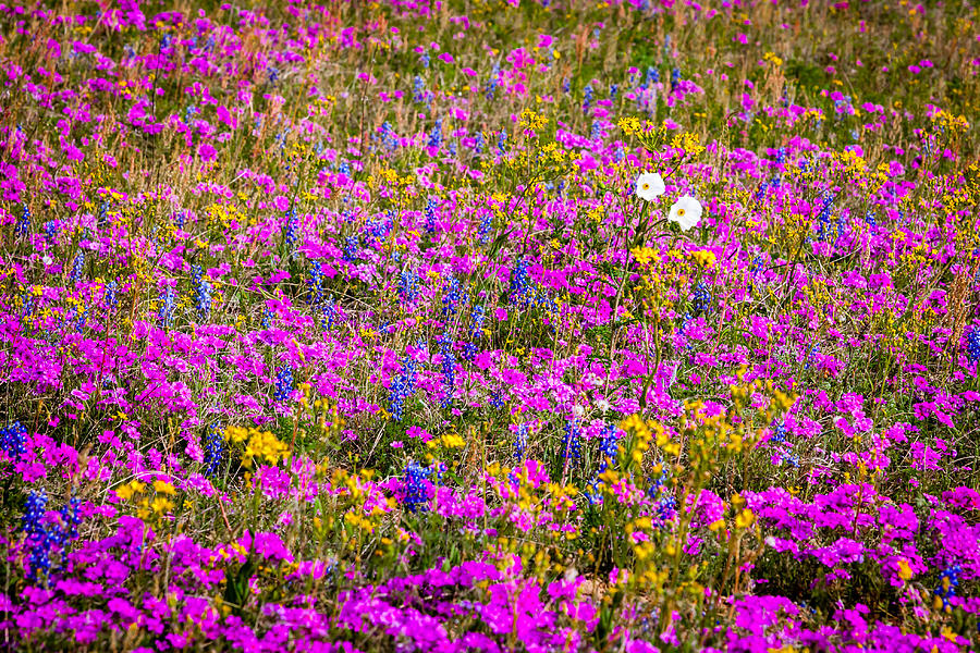 Texas Roadside Wildflowers 667 Photograph by Melinda Ledsome