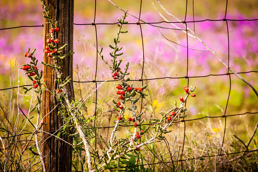 Texas Roadside Wildflowers 674 Photograph by Melinda Ledsome