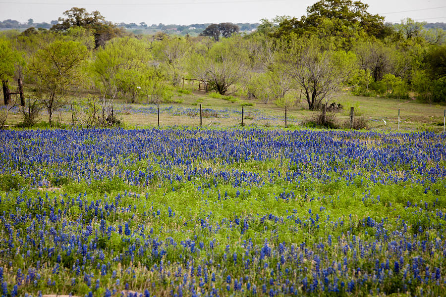 Texas Roadside Wildflowers 687 Photograph by Melinda Ledsome