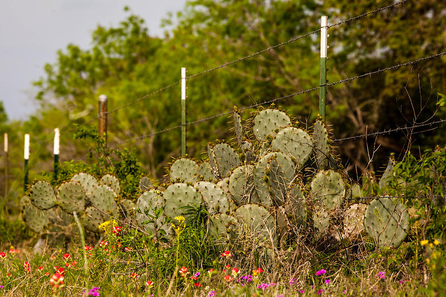 Texas Roadside Wildflowers 707 Photograph by Melinda Ledsome