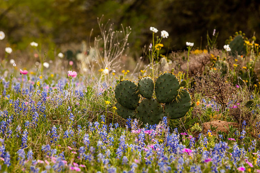 Texas Roadside Wildflowers 718 Photograph by Melinda Ledsome