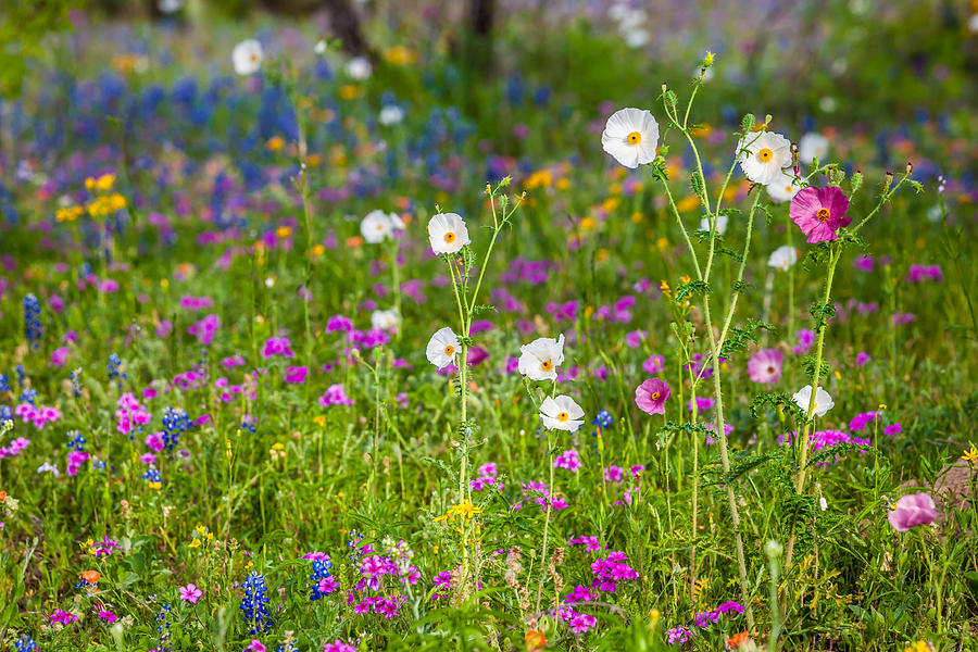 Texas Roadside Wildflowers 731 Photograph by Melinda Ledsome