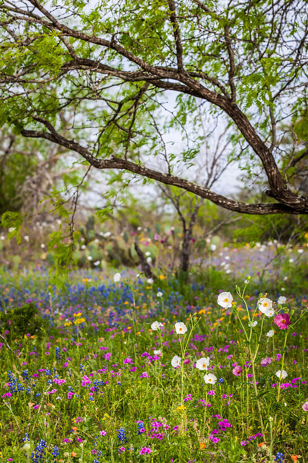 Texas Roadside Wildflowers 732 Photograph by Melinda Ledsome