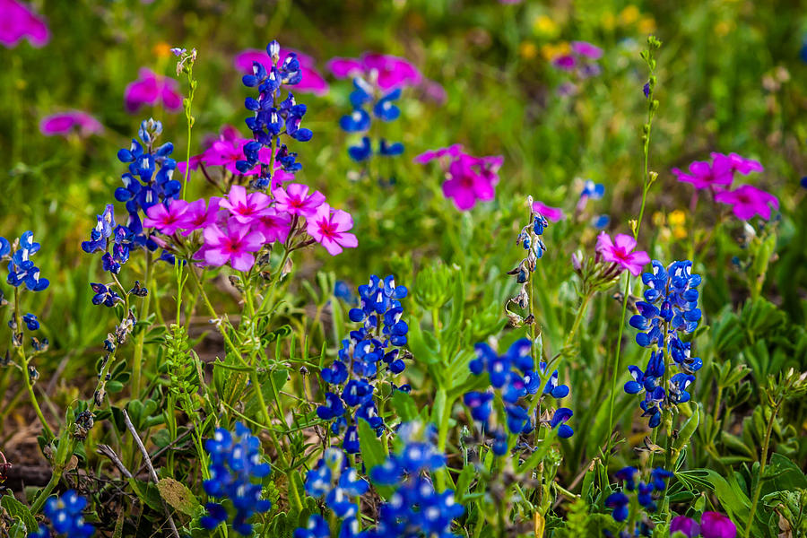 Texas Roadside Wildflowers 733 Photograph by Melinda Ledsome