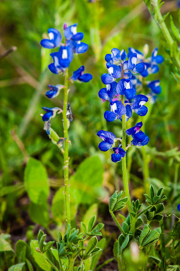 Texas Roadside Wildflowers 735 Photograph by Melinda Ledsome
